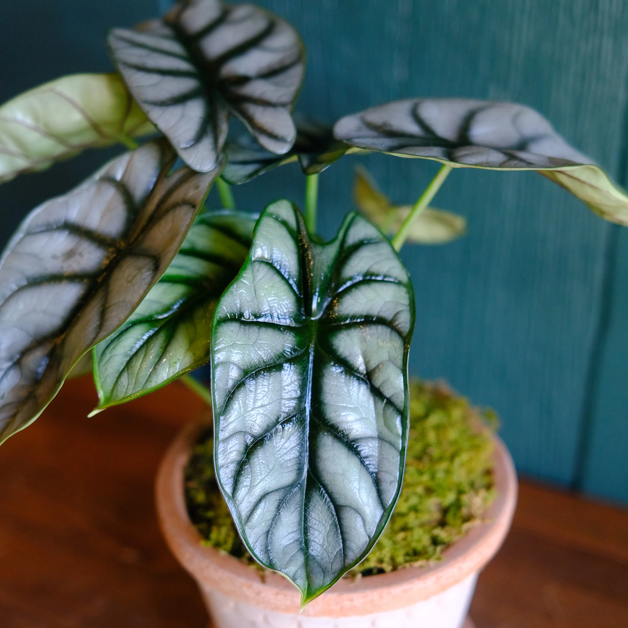 Alocasia Dragon Scale full plant
