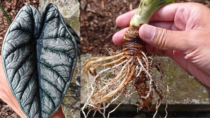Propagation steps