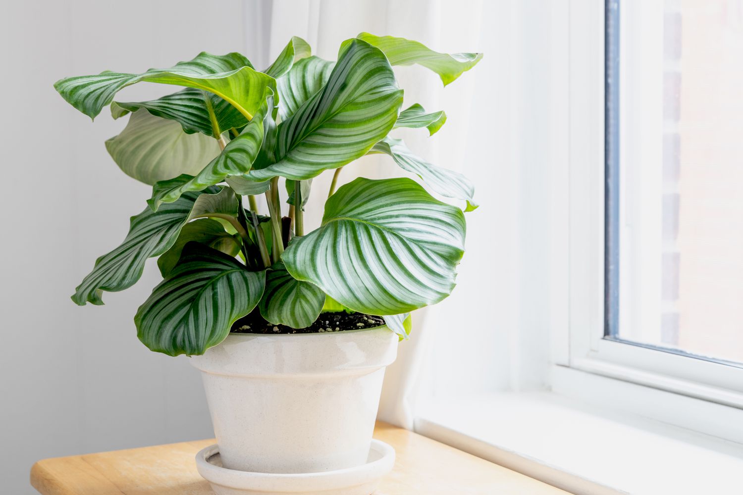 Calathea Orbifolia plant