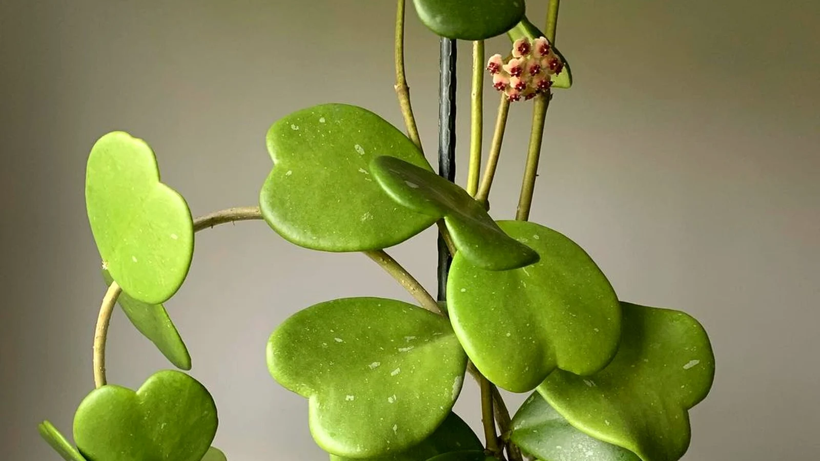 Hoya Kerrii full plant