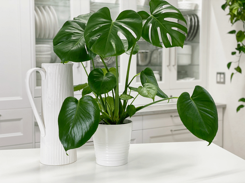Monstera Deliciosa plant