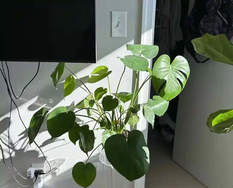 Monstera in natural lighting