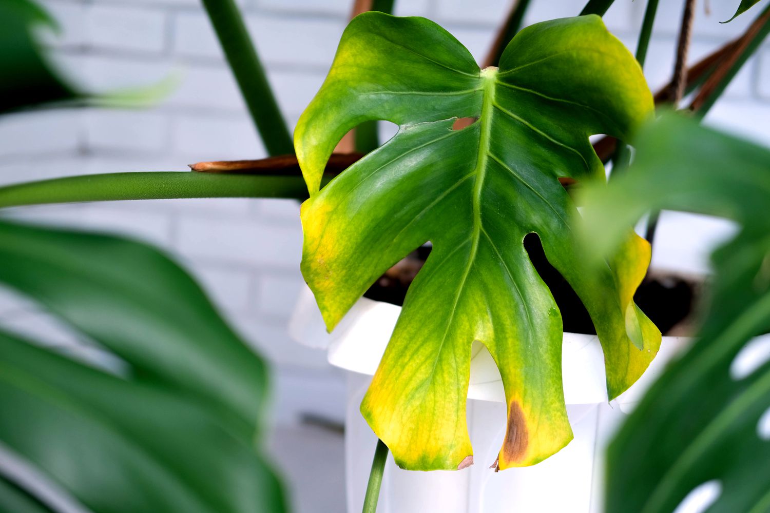 Signs of overwatering