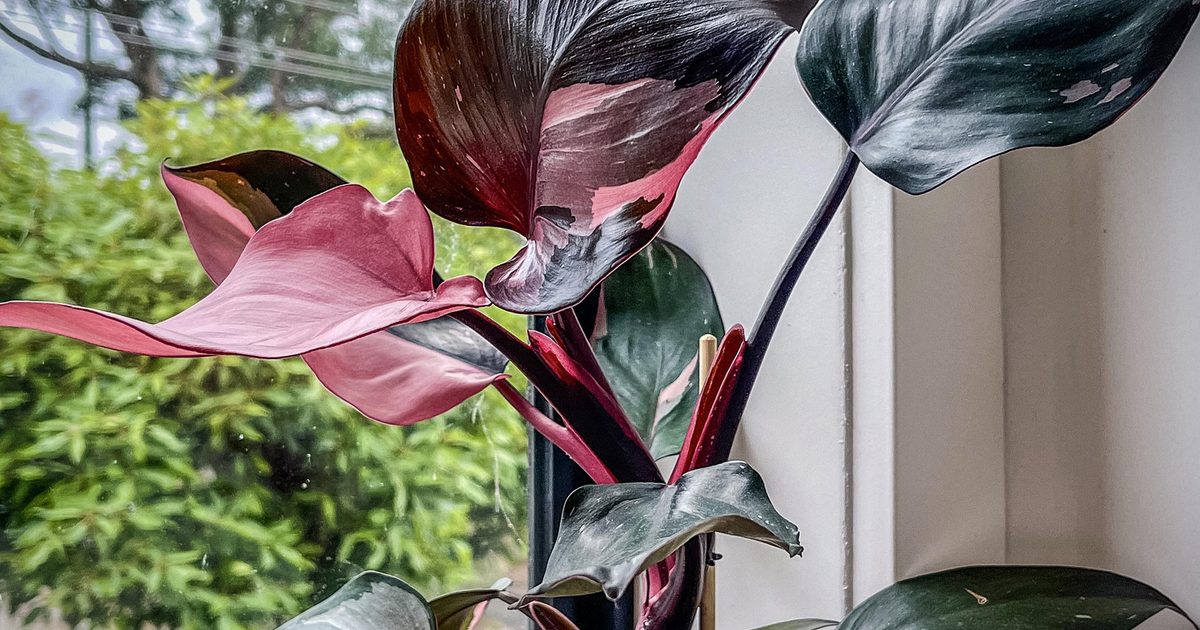 Philodendron Pink Princess plant
