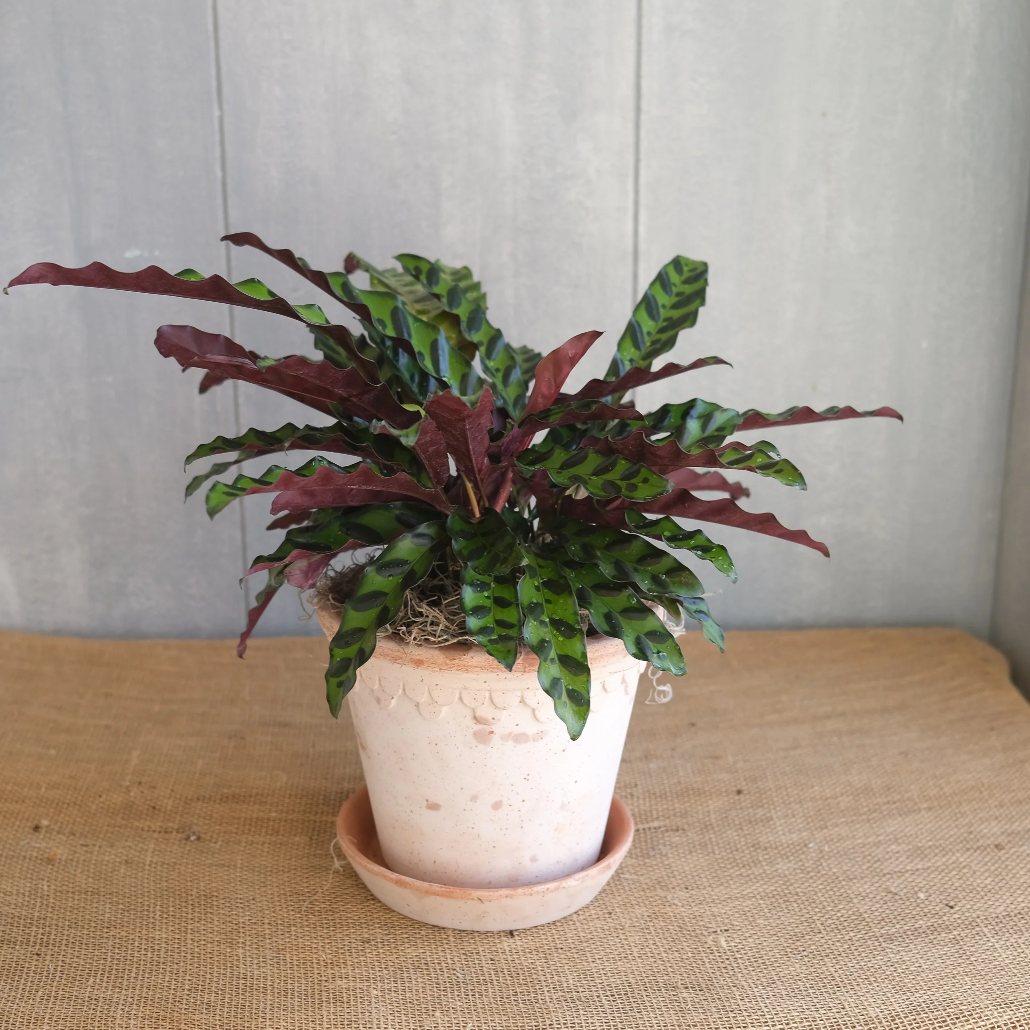 Rattlesnake Plant