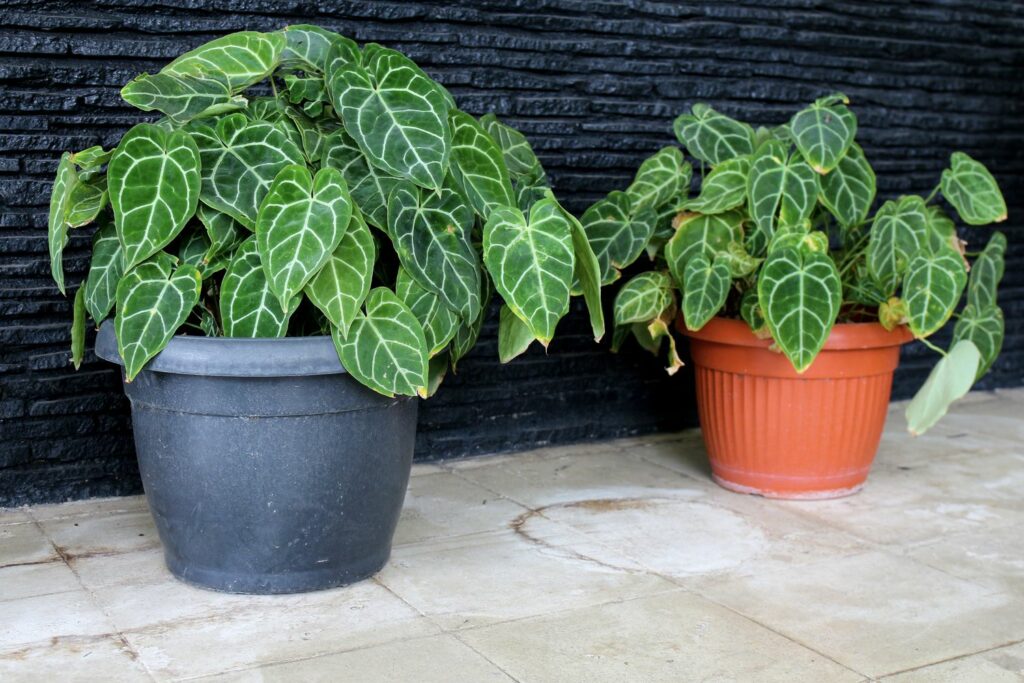 Anthurium Clarinervium