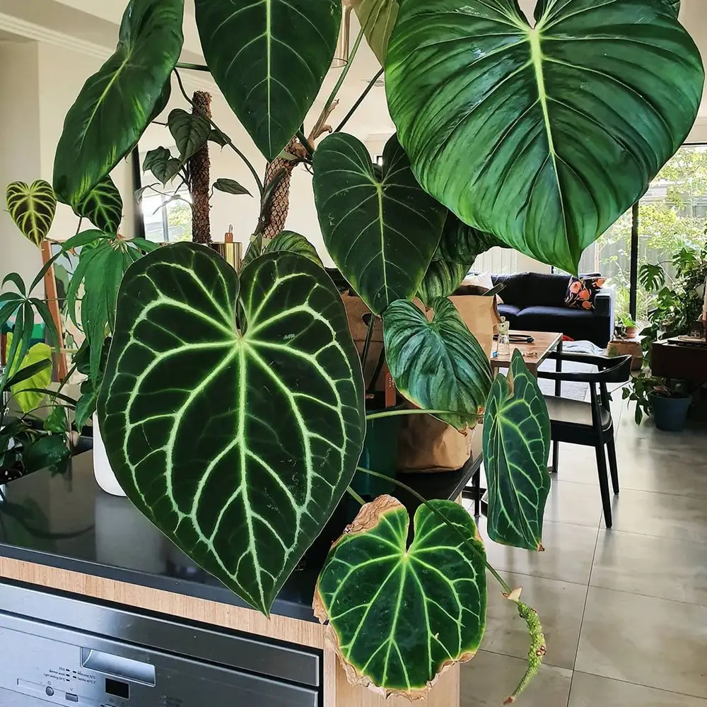 Philodendron Gloriosum